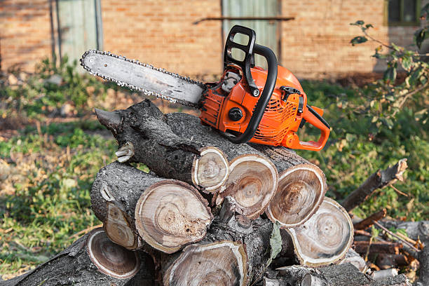 Tree Branch Trimming in Mandan, ND